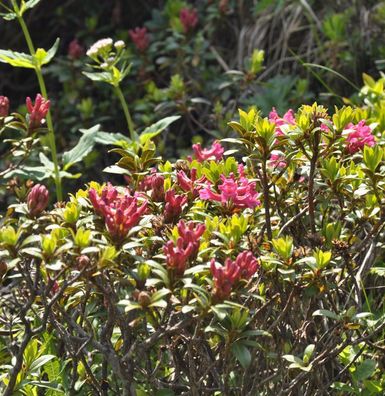 Rostblättrige Alpenrose 10-15cm - Rhododendron ferrugineum