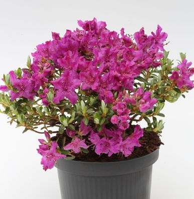 Wild Rhododendron prostratum 20-25cm - Rhododendron prostratum
