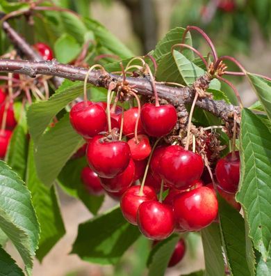 Süßkirsche Oktavia 60-80cm - dunkelrote süße Früchte