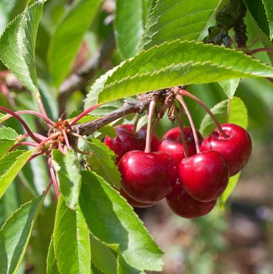 Selbstfruchtende Süßkirsche Stella 60-80cm - rote süße Früchte