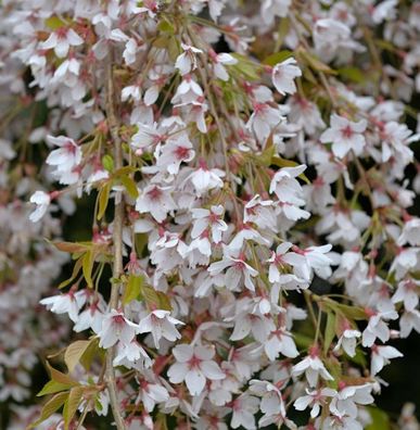 Frühlingshängekirsche 80-100cm - Prunus subhirtella