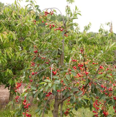 Sauerkirsche Schattenmorelle 60-80cm - dunkelrote saure Früchte