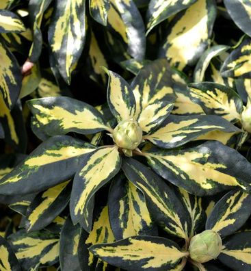 Großblumige Rhododendron Blattgold 25-30cm - Alpenrose
