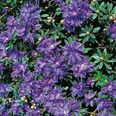Zwerg Rhododendron Azurika 25-30cm - Rhododendron impeditum - Zwerg Alpenrose