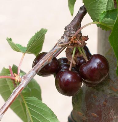 Süßkirsche Summit 60-80cm - dunkelrote süße Früchte