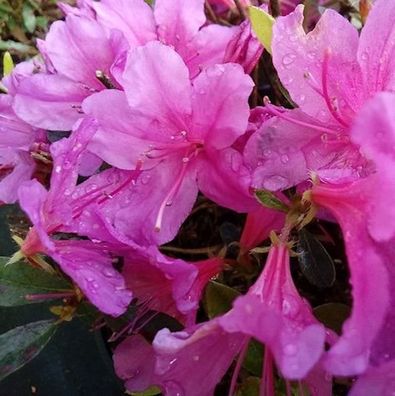 Kriechende Immergrüne Zwerg Azalee Iguazu 25-30cm - Rhododendron nakaharai