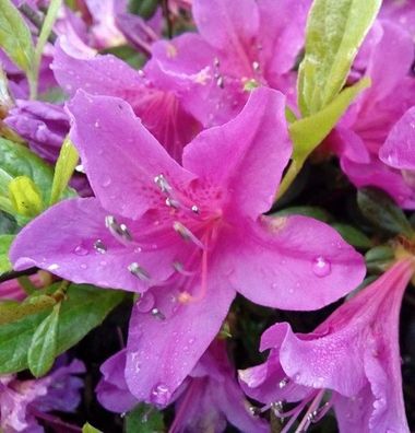 Kriechende Immergrüne Zwerg Azalee Kakadu 25-30cm - Rhododendron nakaharai