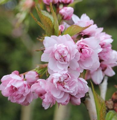 Japanische Hänge Nelkenkirsche 100-125cm - Prunus serrulata