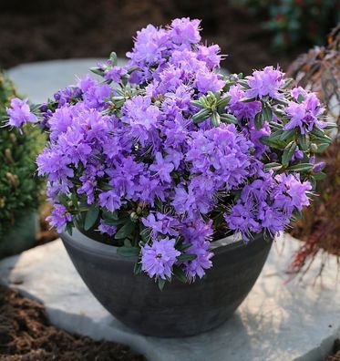 Zwerg Rhododendron Luisella 25-30cm - Rhododendron impeditum - Zwerg Alpenrose