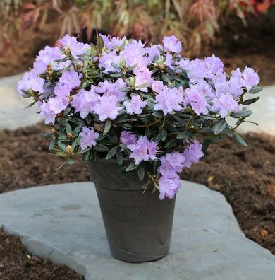 Zwerg Rhododendron Ramapo 25-30cm - Rhododendron impeditum - Zwerg Alpenrose