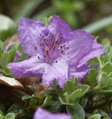 Zwerg Alpenrose 25-30cm - Rhododendron keleticum