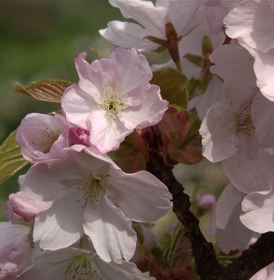 Zwerg Zierkirsche Saki 80-100cm - Prunus