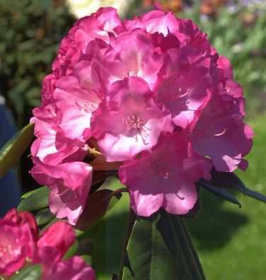 Rhododendron Fantastica 20-25cm - Alpenrose