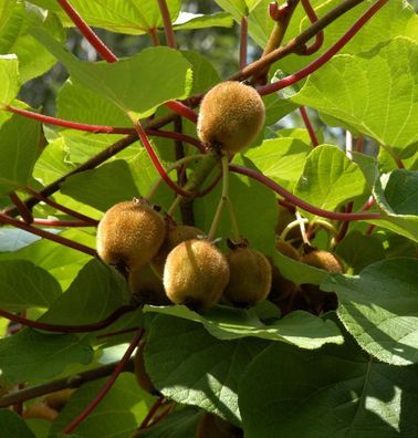 Selbstfruchtende Kiwi Boskoop 40-60cm - Actinidia chinensis