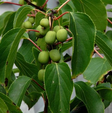 Traubenkiwi Red Jumbo 40-60cm - Actinidia arguta
