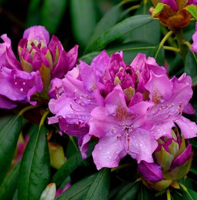 Großblumige Rhododendron Roseum Elegans 25-30cm - Alpenrose