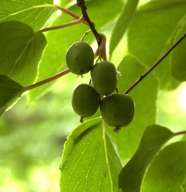 Mini-Kiwi Geneva 60-80cm - Actinidia arguta