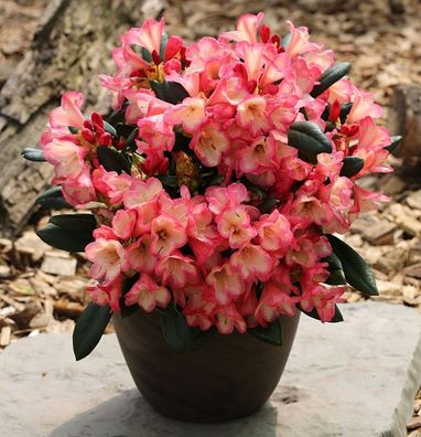 Rhododendron Barbarella 20-25cm - Rhododendron yakushimanum