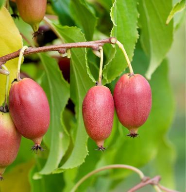 Mini-Kiwi Pink Jumbo 60-80cm - Actinidia arguta
