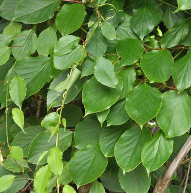 Mini-Kiwi Prince Jumbo männlich 60-80cm - Actinidia arguta
