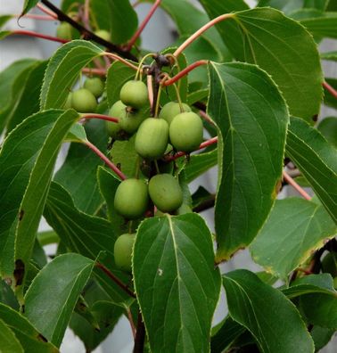 Kiwi 125-150cm - Actinidia arguta