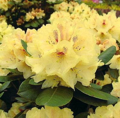 Großblumige Rhododendron Goldbukett 30-40cm - Alpenrose