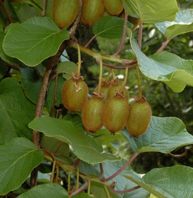 Selbstfruchtende Kiwi Issai 125-150cm - Actinidia arguta