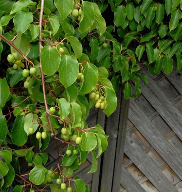 Kiwi Weiki weiblich 125-150cm - Actinidia arguta