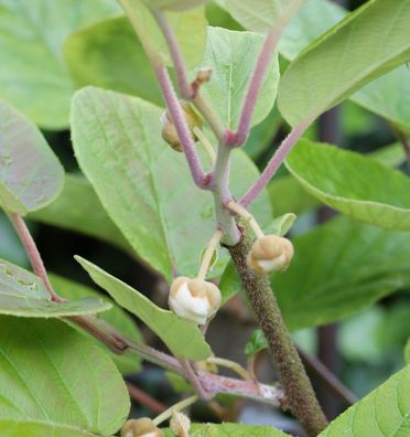 männliche Kiwi Male 125-150cm - Actinidia chinensis