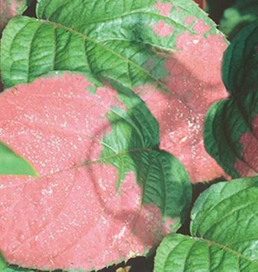 Schmuck Kiwi 125-150cm - Actinidia kolomikta