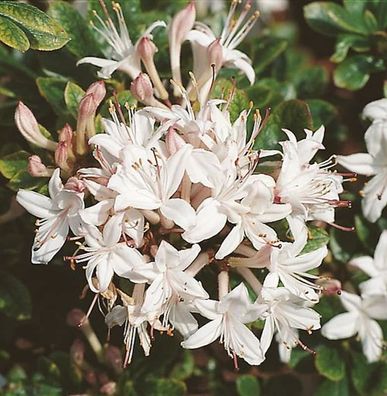Rhododendron Sommerduft 25-30cm - Rhododendron viscosum