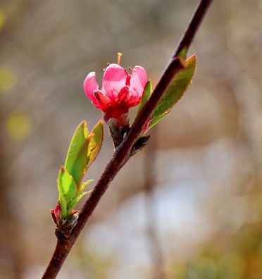 Hochstamm Zierpfirsich Taoflora Red 100-125cm - Prunus persica
