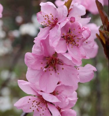 Hochstamm Zierpfirsich Spring Glow 80-100cm - Prunus persica