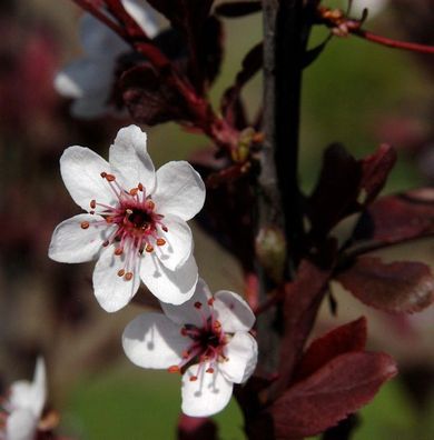 Hochstamm Zwergblutpflaume 60-80cm - Prunus cistena