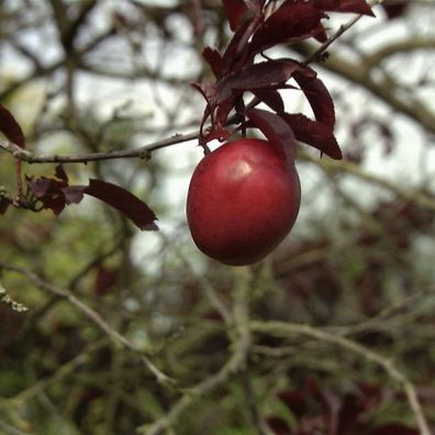 Großfrüchtige Blutpflaume 80-100cm - Prunus Trailblazer