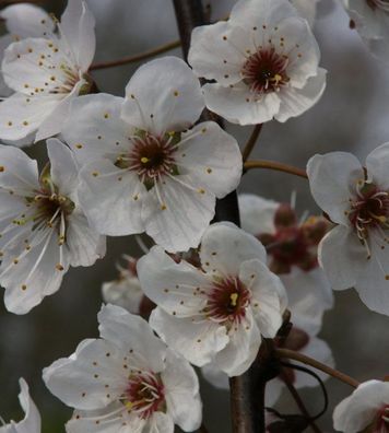 Hochstamm Wilfpflaume Hessei 80-100cm - Prunus cerasifera