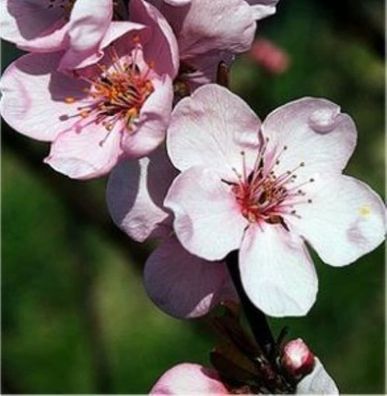 Hochstamm Eßbare Blutpflaume 80-100cm - Prunus cerasifera