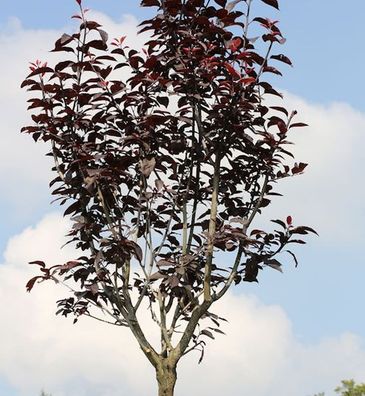 Hochstamm Blutpflaume 80-100cm - Prunus cerasifera