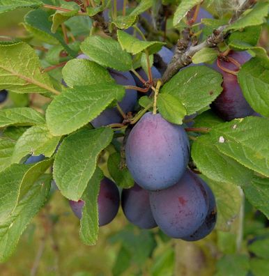 Pflaume Graf Althans Ringlotte 60-80cm - Prunus domestica