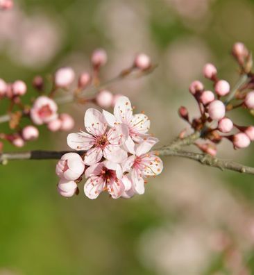 Rote Schlehe 60-80cm - Prunus spinosa