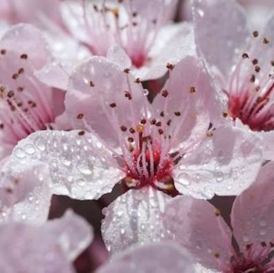 Hochstamm Gefüllt blühende Blutpflaume 100-125cm - Prunus cerasifera