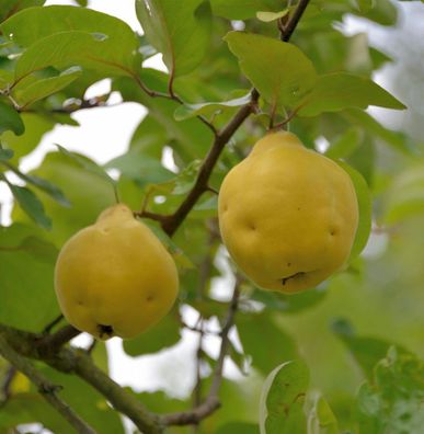 Birnen Quitte Portugiesischer 60-80cm - Cydonia oblonga