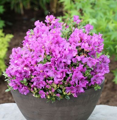 Duftkissen Zwerg Rhododendron 25-30cm - Rhododendron radicans
