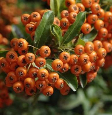 Feuerdorn Orange Glow 100-125cm - Pyracantha