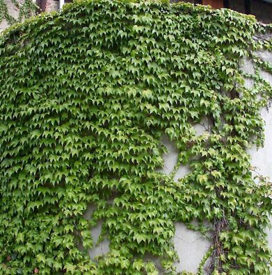 Jungfernrebe Green Sping 60-80cm - Parthenocissus tricuspidata