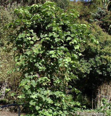 kernlose Weinrebe Himrod 80-100cm - Vitis