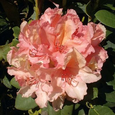 Großblumige Rhododendron Brasilia 30-40cm - Alpenrose