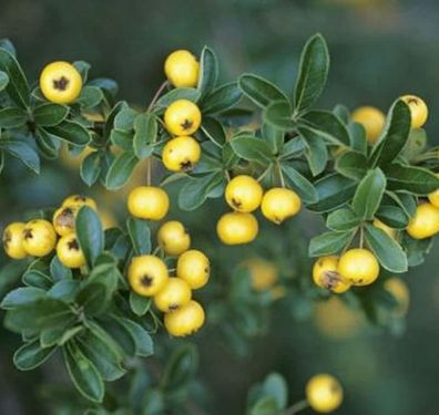 Feuerdorn Soleil d Ór 125-150cm - Pyracantha
