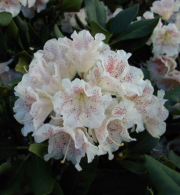 Großblumige Rhododendron Double Dots 30-40cm - Alpenrose