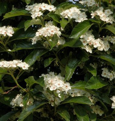 Apfeldorn 100-125cm - Crataegus lavallei